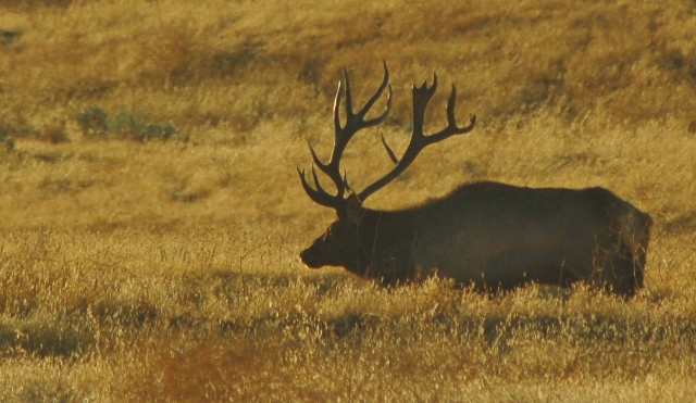 Tule Elk